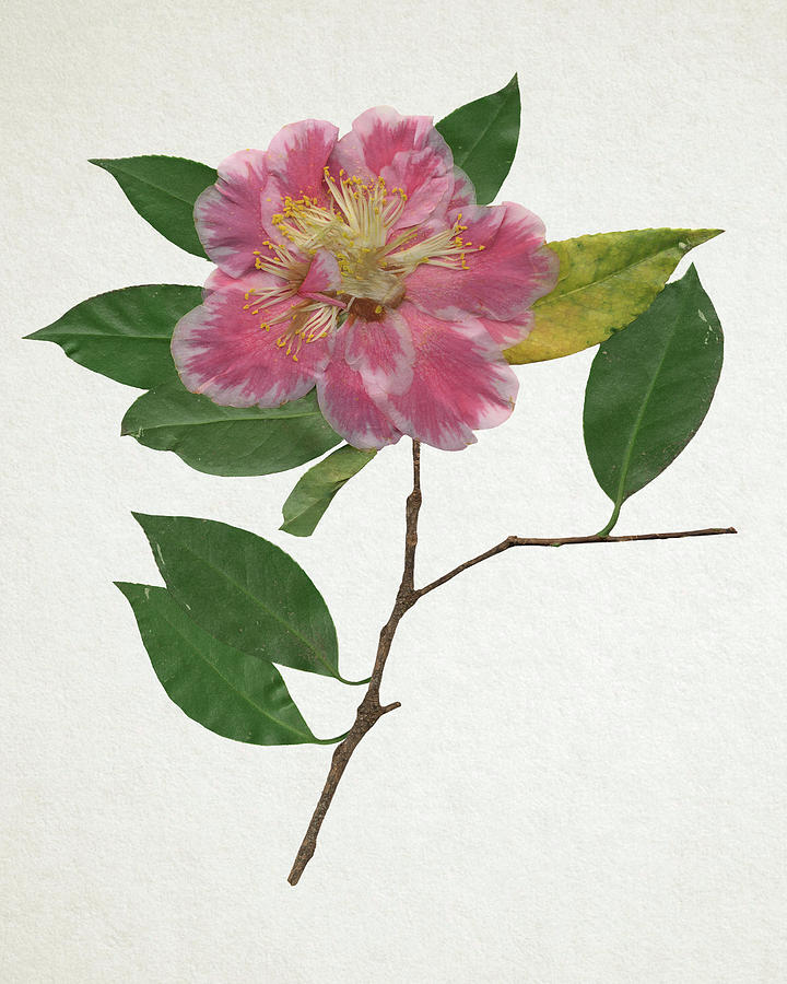 〜按下的Camellia II-4800×6000px