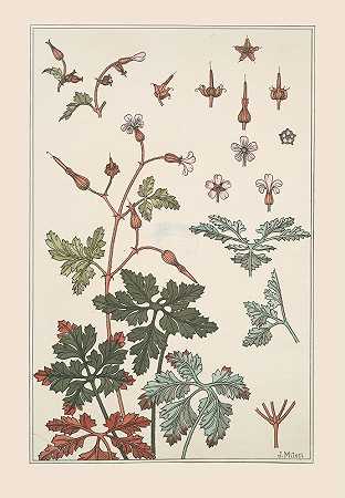 天竺葵`Geranium sauvage (1896) by Maurice Pillard Verneuil