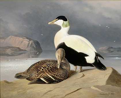 两只鹰`Kaksi Haahkaa (1867) by Ferdinand von Wright