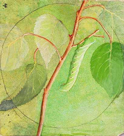 斯芬克斯毛毛虫，动物王国藏书着色研究`Sphinx Caterpillar, study for book Concealing Coloration in the Animal Kingdom by Abbott Handerson Thayer