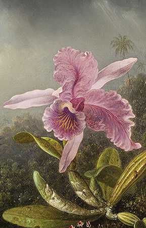 兰科植物`Orchid by Martin Johnson Heade