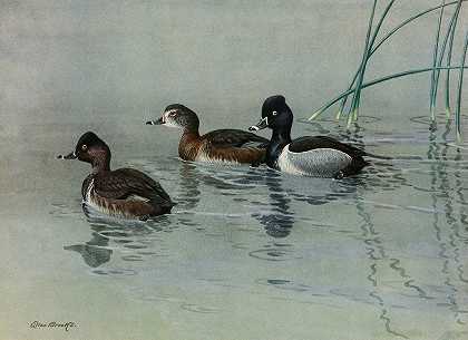 环颈鸭`Ring~Necked Duck (1922~1926) by Allan Brooks