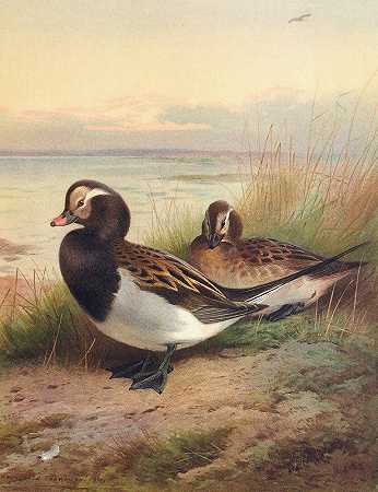 长尾鸭（夏季）`Long~Tailed Duck (Summer) (1913) by Archibald Thorburn
