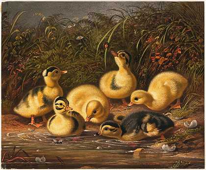 一群小鸭`Group of Ducklings (ca. 1861–1897) by Arthur Fitzwilliam Tait