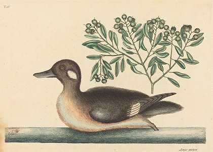 小褐鸭（阿纳斯·鲁斯蒂卡）`The Little Brown Duck (Anas rustica) (1754) by Mark Catesby