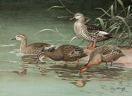 印度斑嘴鸭，东部斑嘴鸭`Indian Spot~Bill, Eastern Spot~Billed Duck (1922~1926) by Allan Brooks