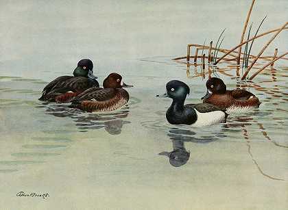 新西兰麻鸭`New Zealand Scaup, Tufted Duck (1922~1926) by Allan Brooks