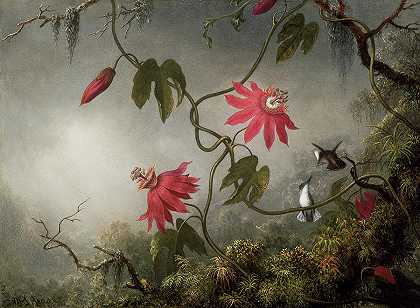 西番莲和蜂鸟`Passion flowers and Hummingbird by Martin Johnson Heade