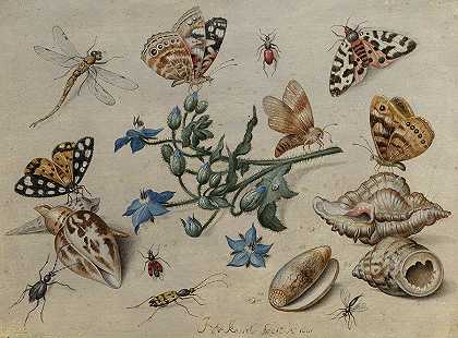 蝴蝶、蛤蜊、昆虫和花朵`Butterflies, Clams, Insects and Flowers by Jan van Kessel