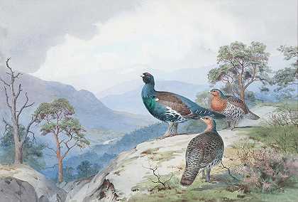 在森林上方，山羊草和松鸡`Above the Forest, Capercaillie and grouse by John Cyril Harrison