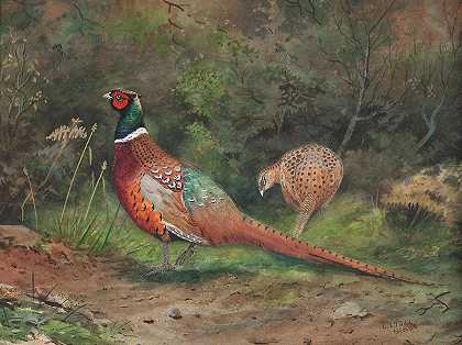 一对野鸡`A pair of pheasants by Charles Stanley Todd