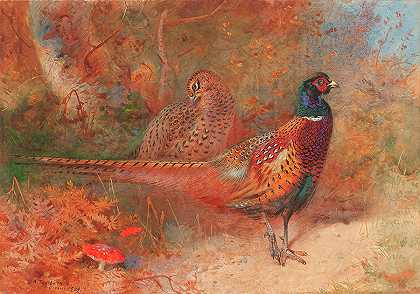 一只公鸡和一只母鸡`A cock and hen pheasant unframed by Archibald Thorburn