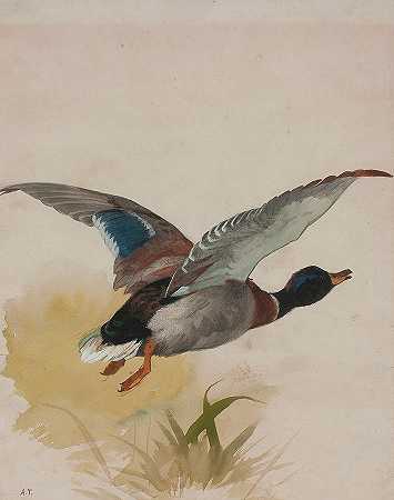 飞行中的野鸭`Mallard in flight by Archibald Thorburn