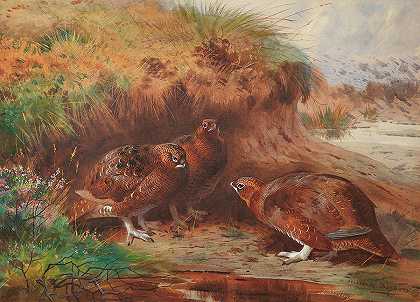 燃烧的河岸下的红松鸡`Red Grouse beneath a burn bank by Archibald Thorburn