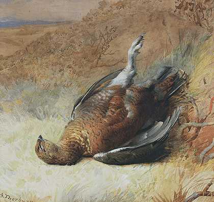松鸡的研究`Study of a grouse by Archibald Thorburn