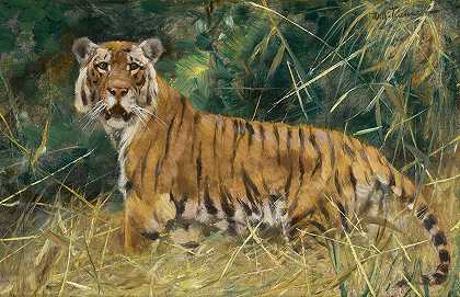 警觉的老虎`Tiger on the Alert by Wilhelm Kuhnert
