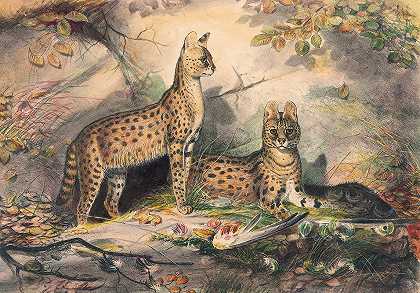 Serval`The Serval (1861~1867) by Joseph Wolf
