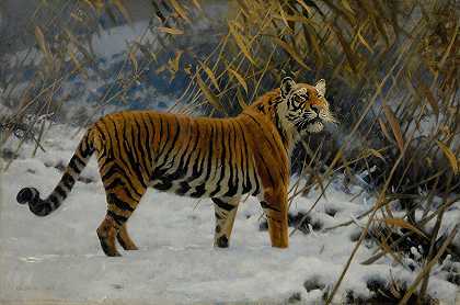 在雪中徘徊的老虎`A Tiger Prowling In The Snow (1912) by Hugo Ungewitter