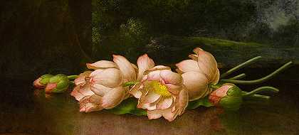 莲花`Lotus Flowers by Martin Johnson Heade