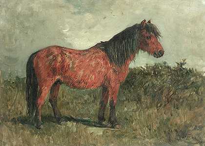 设得兰小马`A Shetland pony by John Emms
