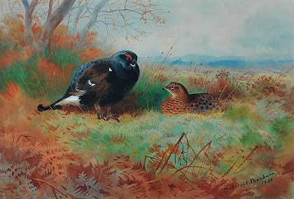 黑公鸡和母鸡`Blackcock and hen by Archibald Thorburn