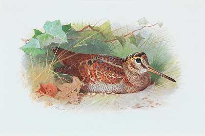 休息的木鸡`A woodcock resting by Archibald Thorburn