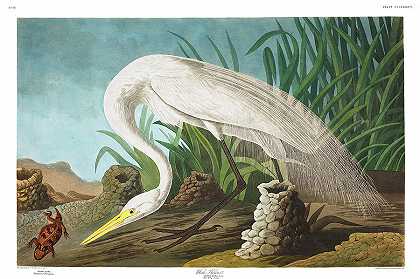 白鹭`White Heron by John James Audubon