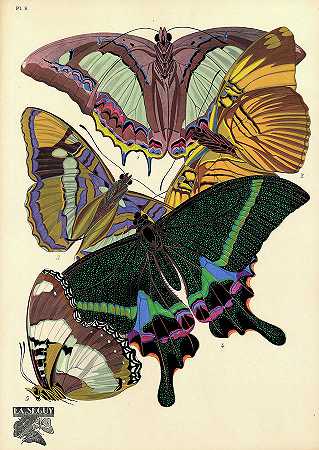 蝴蝶，8号盘`Butterflies, Plate-8 by Painter of the 19th century