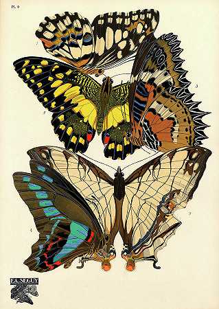 蝴蝶，9号盘`Butterflies, Plate-9 by Painter of the 19th century