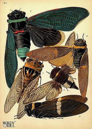 昆虫，1号板`Insects, Plate-1 by Painter of the 19th century