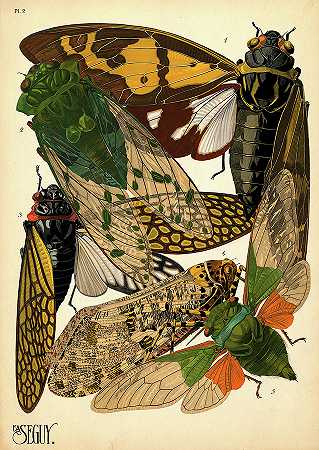昆虫，盘子2`Insects, Plate-2 by Painter of the 19th century