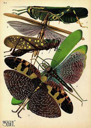 昆虫，8号盘`Insects, Plate-8 by Painter of the 19th century