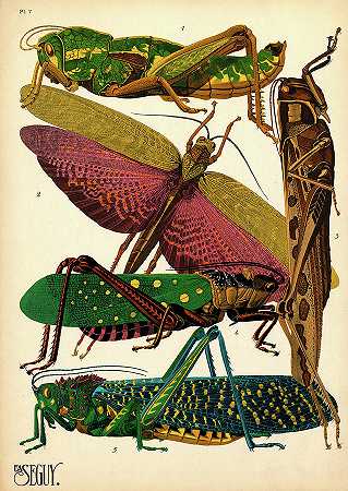 昆虫，板-7`Insects, Plate-7 by Painter of the 19th century
