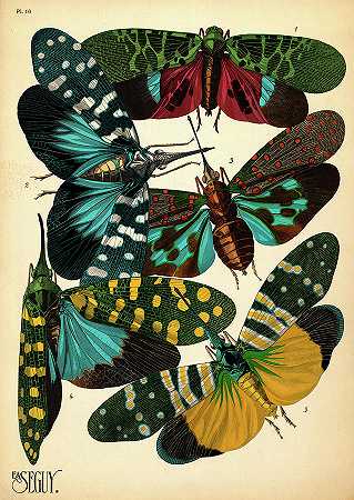 昆虫，板-16`Insects, Plate-16 by Painter of the 19th century
