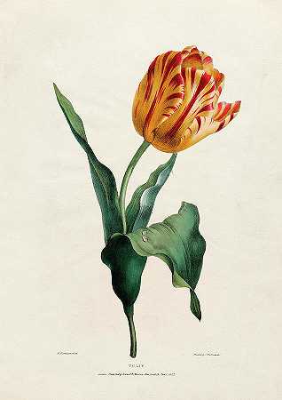 郁金香`Tulip by Valentine Bartholomew