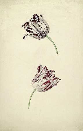 两朵红白相间的郁金香`Two red and white tulips by Unknown artist