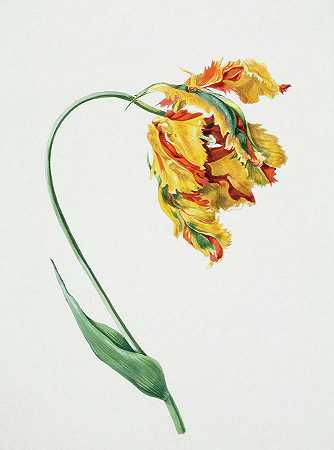 鹦鹉郁金香的研究`Study of a Parrot Tulip by Unknown artist