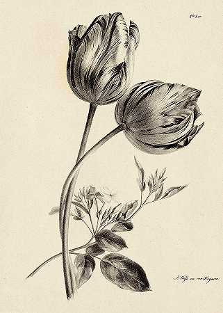 黑白郁金香`Black and white tulip by Unknown artist