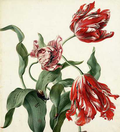 三朵郁金香`Three Tulips by Herman Henstenburgh