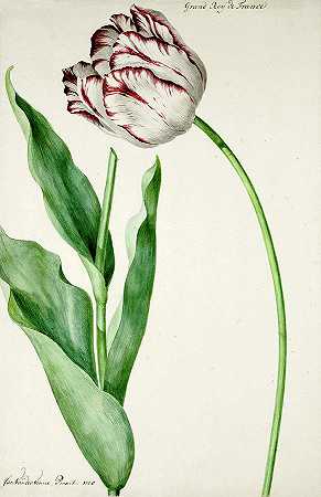 白郁金香`White tulip by Jan Laurensz van der Vinne