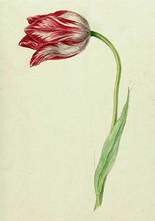 粉色郁金香`Pink tulip by Unknown artist