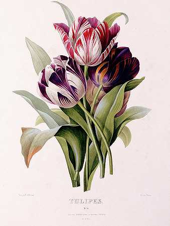 郁金香`Tulips by Pierre-Joseph Redoute