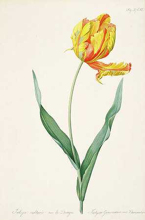 郁金香`Tulip by Pierre-Joseph Redoute