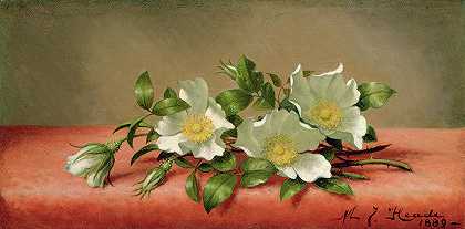 切罗基玫瑰`Cherokee Roses by Martin Johnson Heade