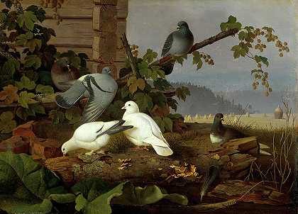 鸽子`Pigeons by Ferdinand von Wright