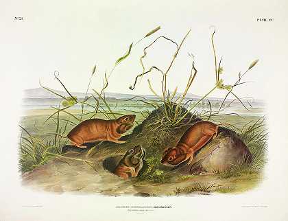 哥伦比亚袋鼠`Columbia Pouched Rat by John James Audubon