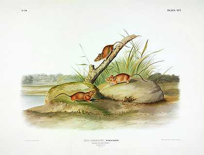 橙色鼠标`Orange Coloured Mouse by John James Audubon