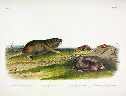 南方袋鼠、德凯鼩、长鼻鼩、银色鼩鼹`Southern Pouched Rat, DeKay\’s Shrew, Long-nosed Shrew, Silvery Shrew-Mole by John James Audubon