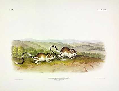袋鼠`Pouched Jerboa Mouse by John James Audubon