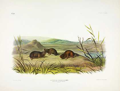 北方草地鼠`Northern Meadow-Mouse by John James Audubon